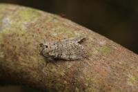 Achlya flavicornis