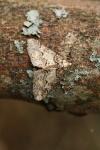 Agriopis leucophaearia