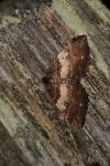 Earophila badiata