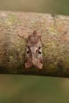 Orthosia gothica