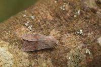 Orthosia incerta