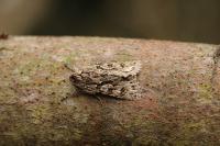 Xylocampa areola