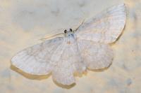 Asthena albulata