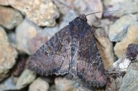 Oligia latruncula