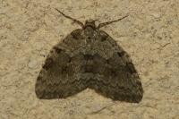 Epirrita christyi