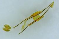 Phycitodes inquinatella
