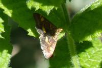 Pyrausta aurata