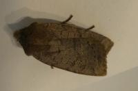 Conistra ligula