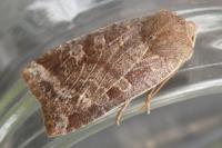 Conistra alicia