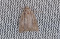 Archanara dissoluta