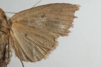 Archanara dissoluta