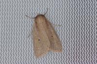 Archanara dissoluta