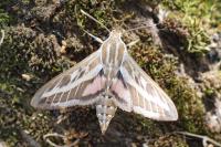 Hyles livornica