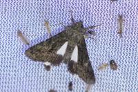 Aedia leucomelas