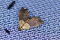 Agrotera nemoralis