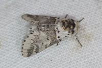 Furcula furcula