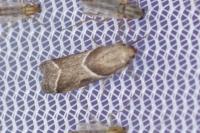 Nyctegretis lineana