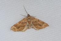 Pelurga comitata
