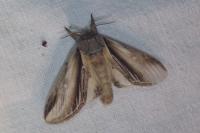 Pheosia tremula