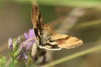 Heliothis viriplaca