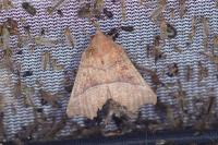 Scoliopteryx libatrix