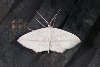Scopula emutaria