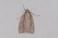 Archanara dissoluta