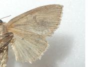 Archanara dissoluta