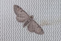 Eupithecia ultimaria