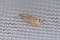 Euchromius ocellea