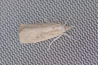 Calamotropha paludella