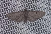 Eupithecia ultimaria