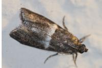 Elegia similella