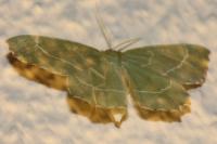 Thalera fimbrialis
