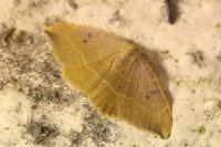 Watsonalla binaria