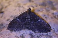 Nycterosea obstipata
