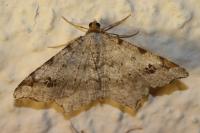 Macaria notata