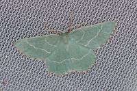 Thalera fimbrialis
