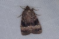 Amphipyra pyramidea