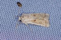 Agrotis ripae
