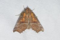 Scoliopteryx libatrix