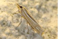 Ancylolomia tentaculella