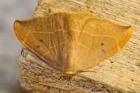 Watsonalla binaria