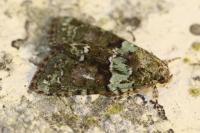 Cryphia algae
