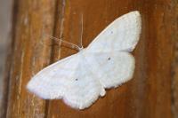 Scopula immutata