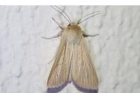 Mythimna pallens