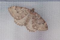 Triphosa dubitata