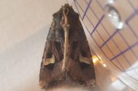 Trigonophora flammea