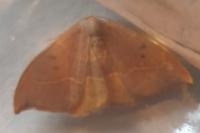 Watsonalla binaria
