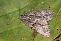 Cryphia simulatricula